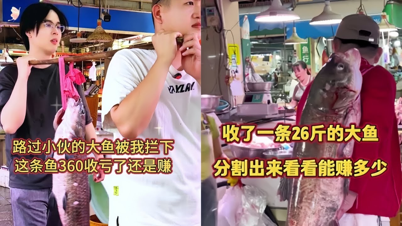 拦下一条重磅大货，360元收下大家觉得值吗？｜收了一条26斤的大鱼，分割出来看看能赚多少钱？