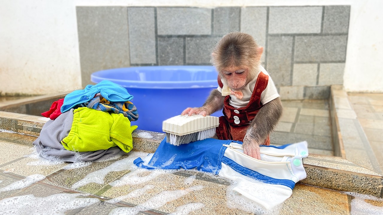 Hilarious! Cubis Busy Doing Laundry - Cubis Causing Trouble Again!