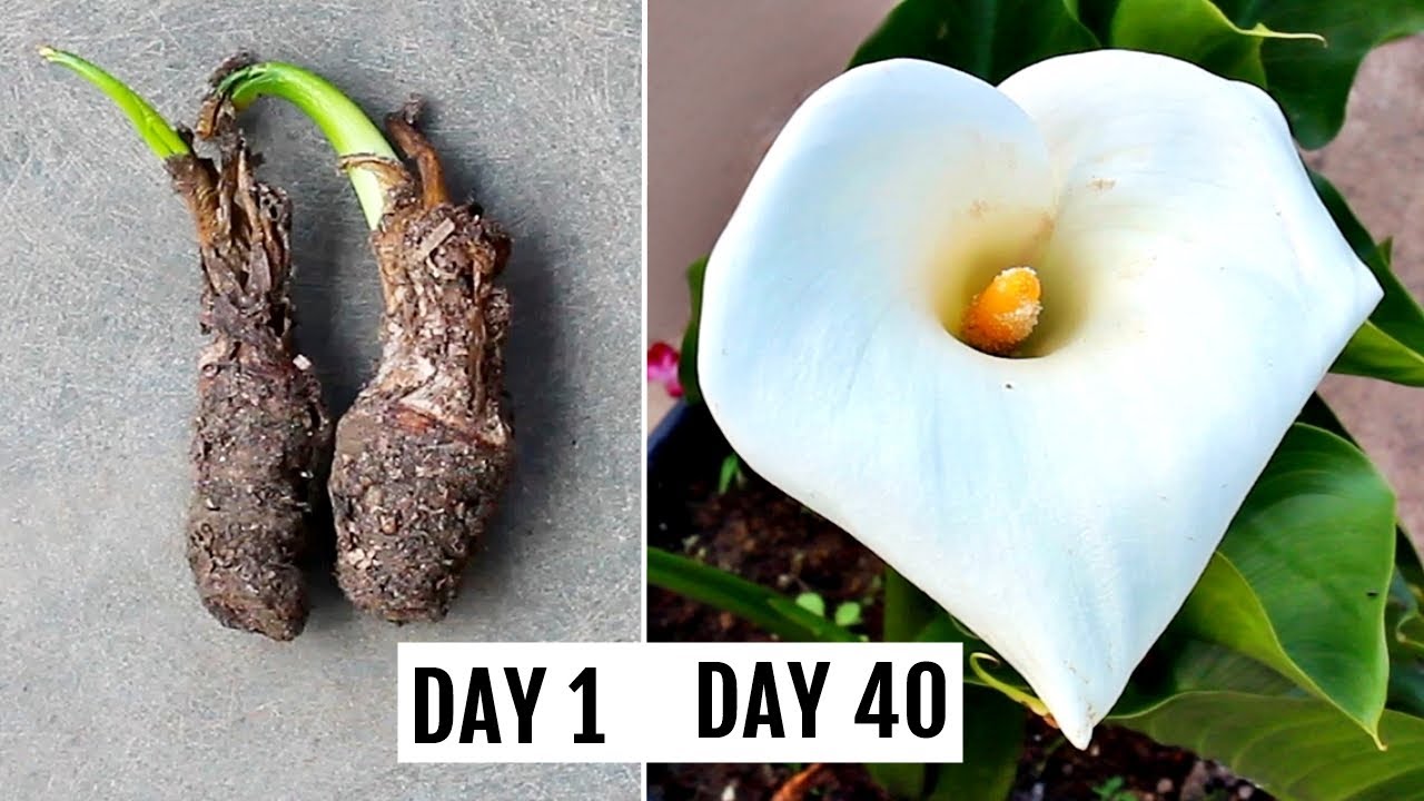 How To Grow Calla Lily RIGHT Way At RIGHT Time?