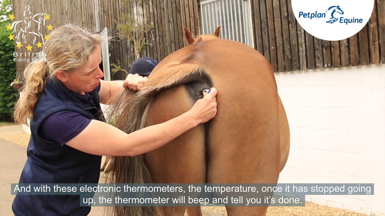 Taking Your Horse's Temperature