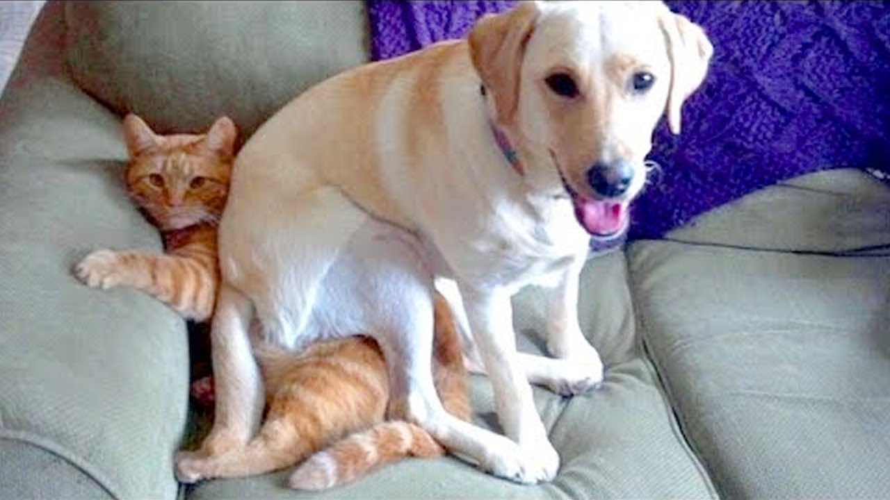 Funny Cats and Dogs Video Vines || FunnyVines