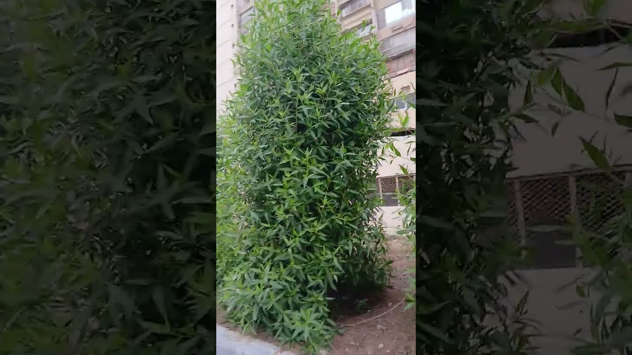 ማሻአላህ  ደስይላልውጩከጎደኛየጋወተን