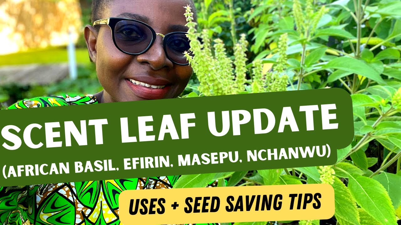 How to Use Scent Leaf | How to Harvest Scent leaf Seeds | Where to Buy Scent leaf Seeds & More