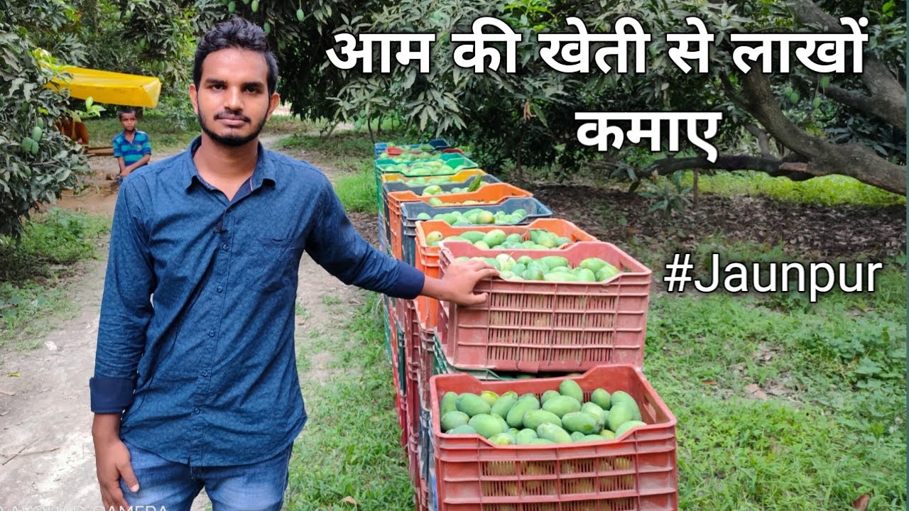 आम की खेती कर लाखो कमा रहा किसान
