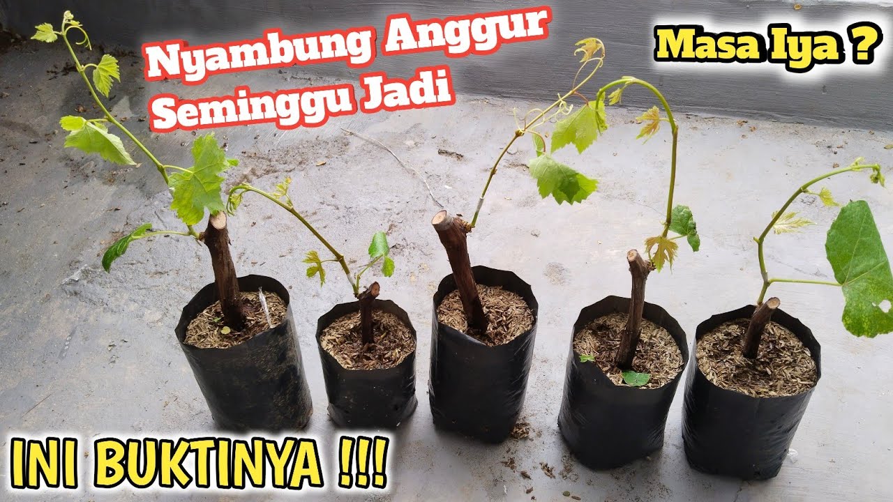 Hasil Sambung Pucuk Daun Utuh Emang Ampuh Banget !!! Paling Cepat Jadi