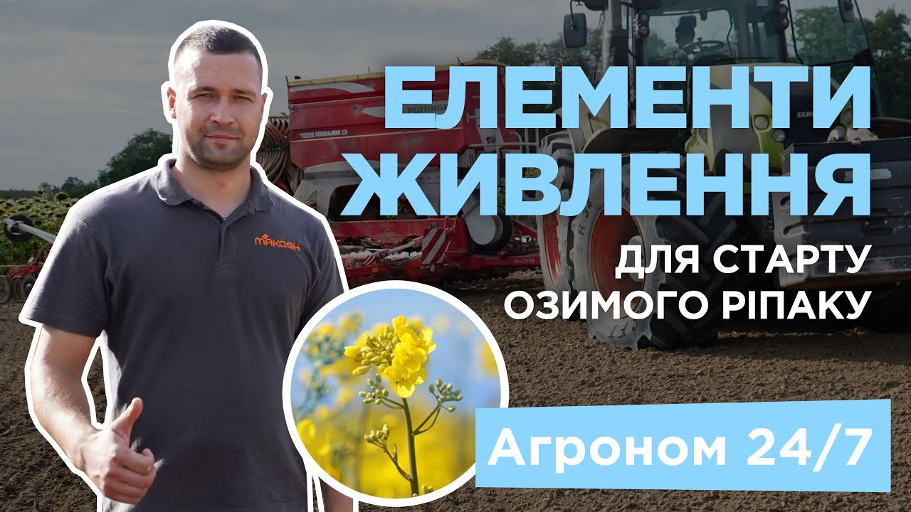 Як отримати високий врожай ріпаку? Живлення для гарного старту - Агроном 24/7