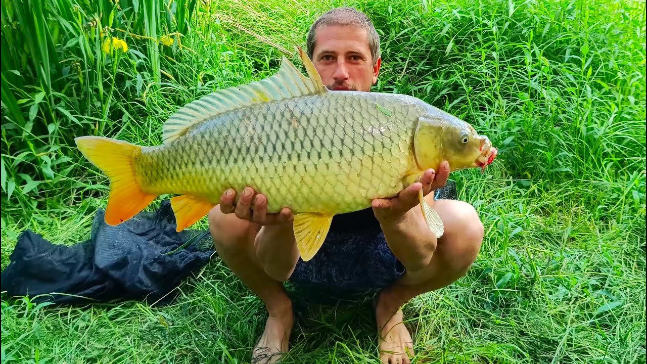 Šaran Bolen Protfiš - Mešano meso - Pecanje na Tamišu sa prijateljima | CARP FISHING TAMIS RIVER