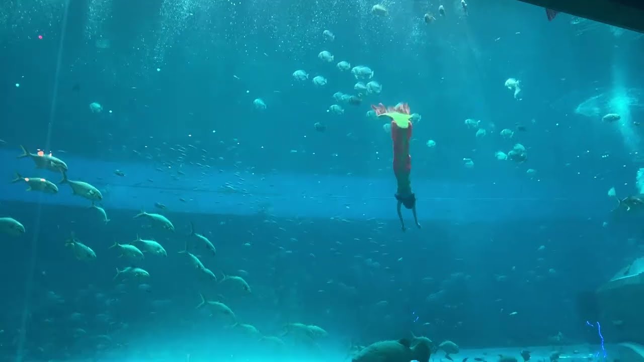 Show biểu diễn nàng tiên cá tại THỦY CUNG VINPEARL PHÚ QUỐC 🧜‍♀️✨🤩 
