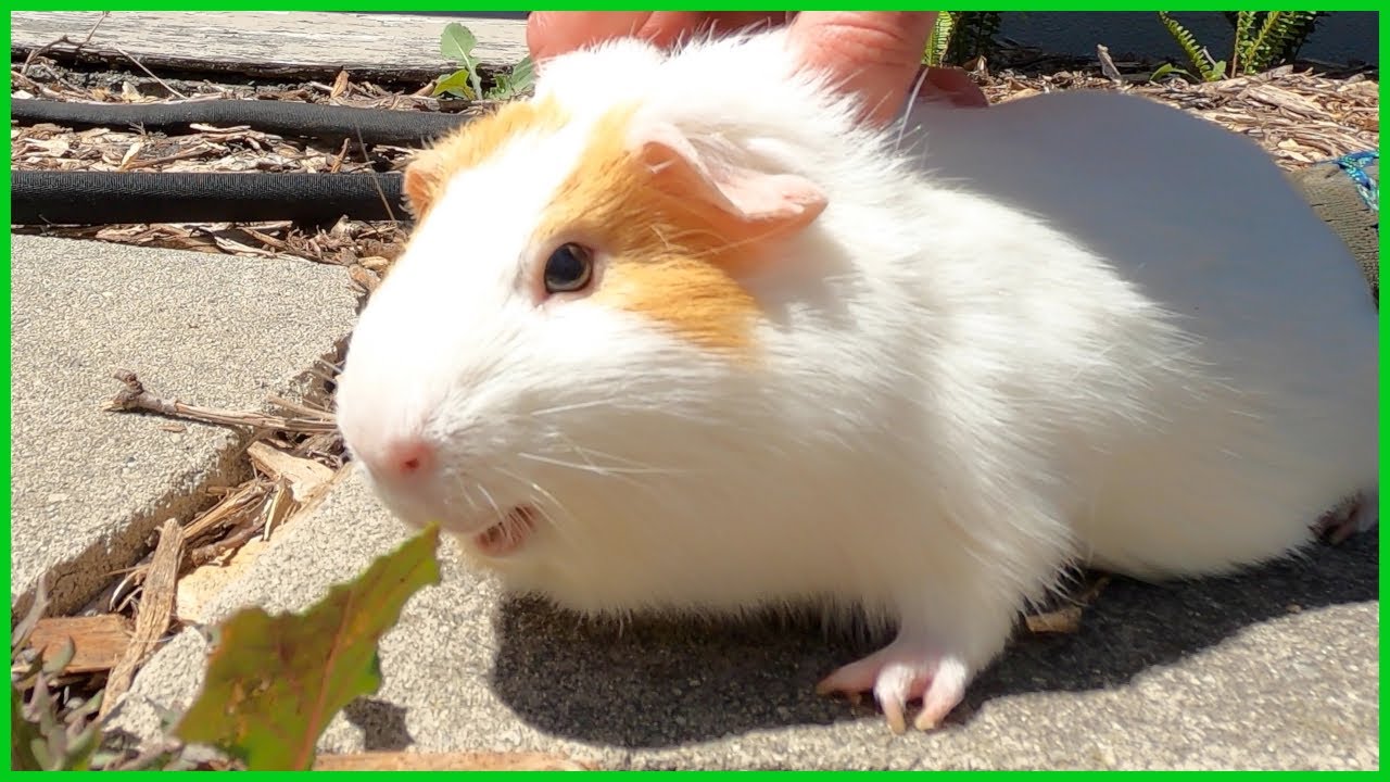 Guinea pig lawn mowing service! 🚜