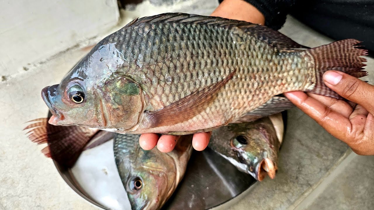 देशी कवई मछली बनाने का तरीका | Telapiya Fish Recipe | How To Make Fish Curry