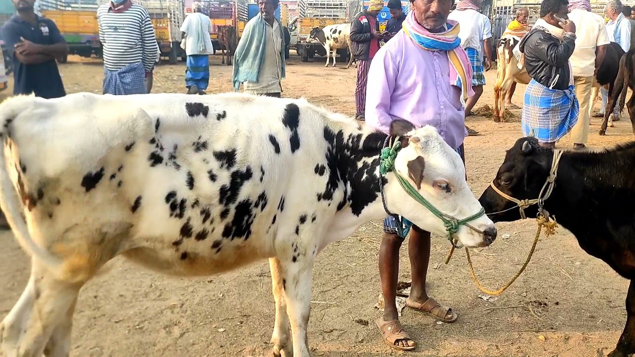 Hf & Jersey Calfs Market in Punganur /February 15th Tuesday/