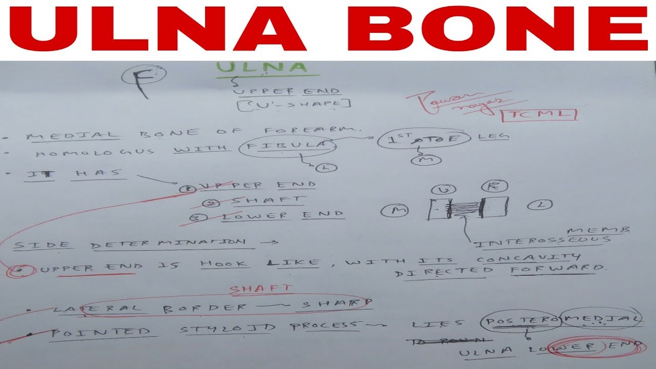 Ulna bone anatomy 3d | Part 1, Side Determination