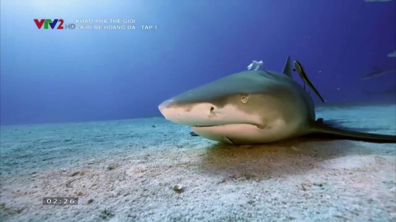 Thế Giới Động Vật | Ca-ri-b&ecirc; Hoang D&atilde; | Tập 1 | Thuyết Minh