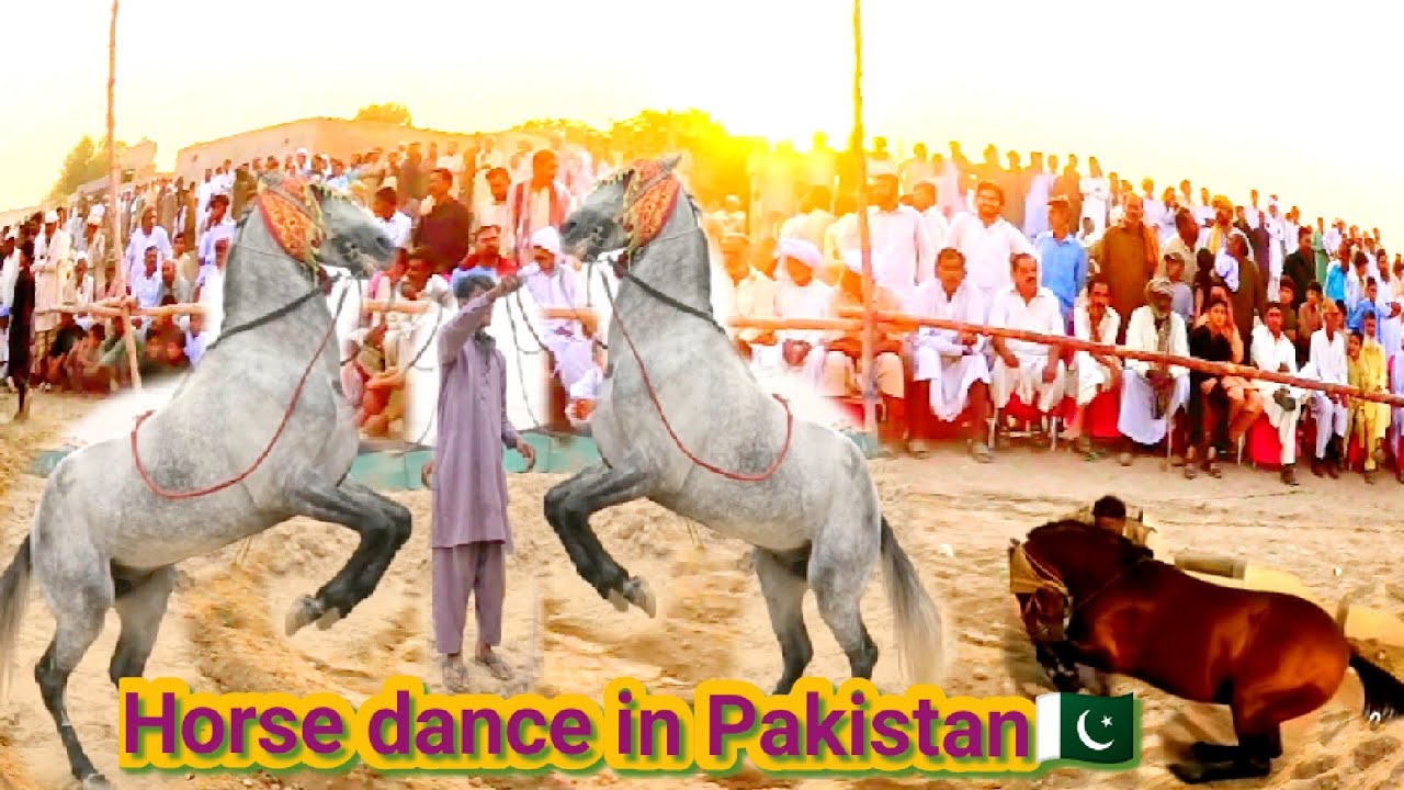 Amazing Horse Dance ) with Dhol in Pakistan)  Cholistan Desert ) 