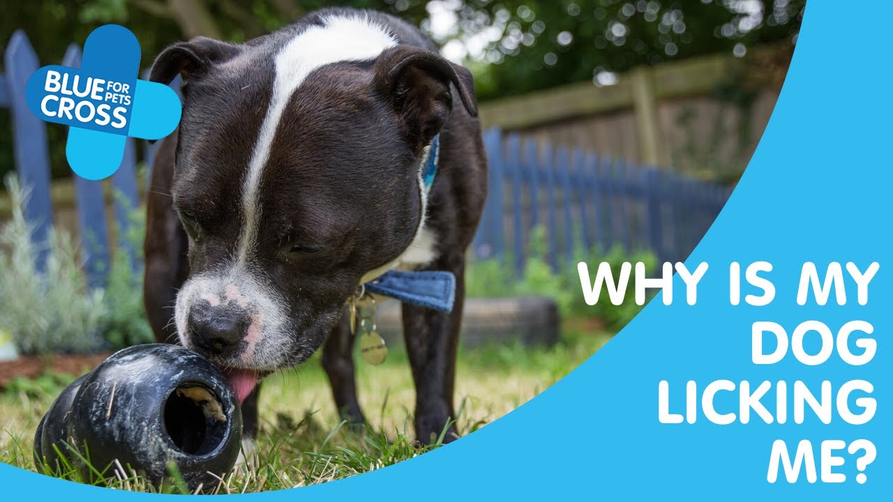 Why Is My Dog Licking Me? | Blue Cross Pet Advice
