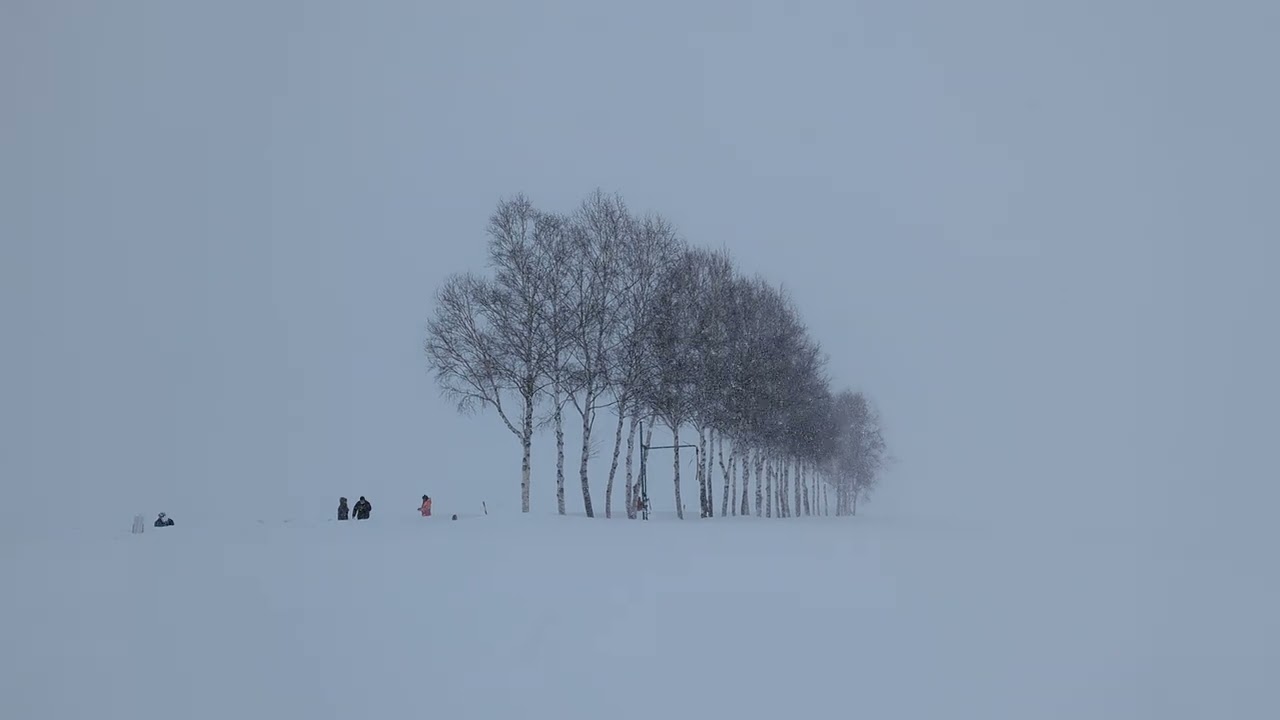Heavy snowfall at Seven Stars Tree and Patchwork Biei, Hokkaido, Japan, 2023-02-20