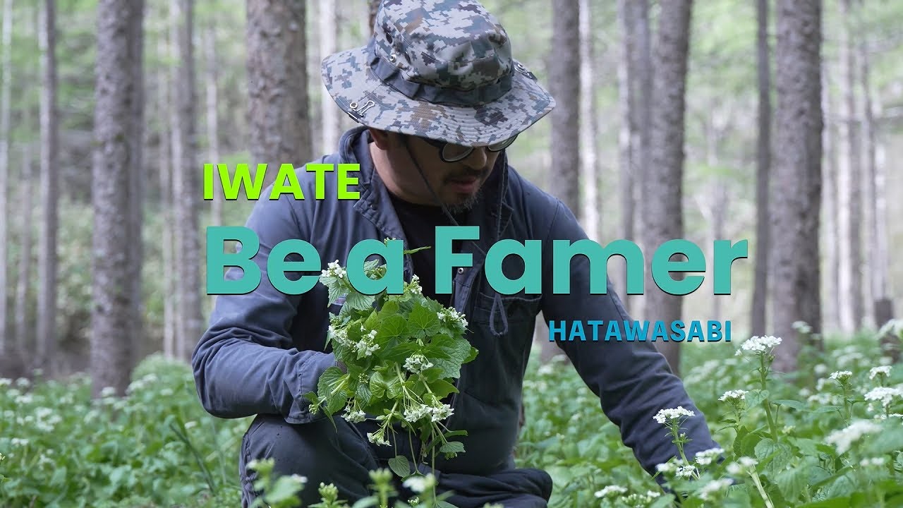 IWATE / Be a Farmer ～岩手宮古地方で畑わさび農家になる～