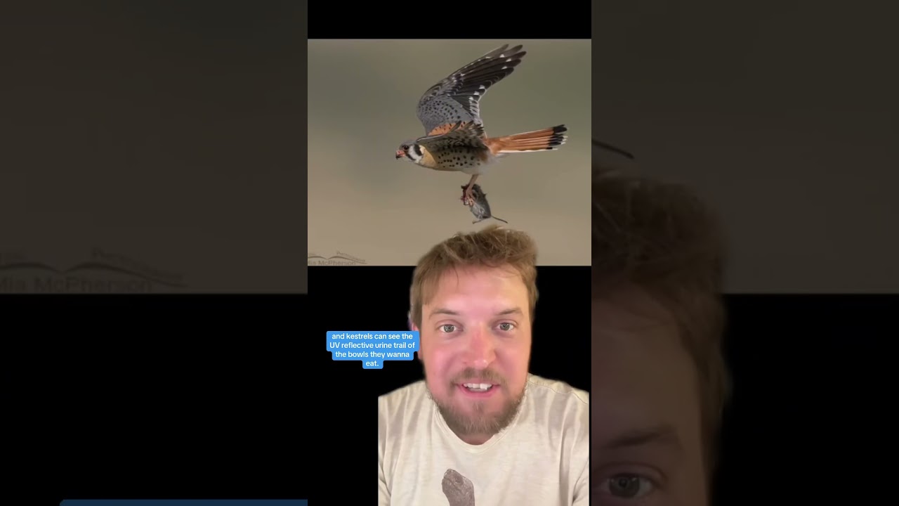Bird vision!