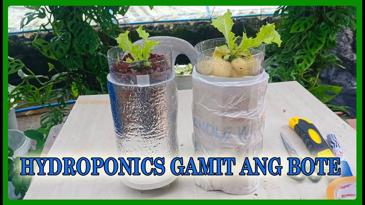 HYDROPONICS GAMIT ANG PLASTIC BOTTLE