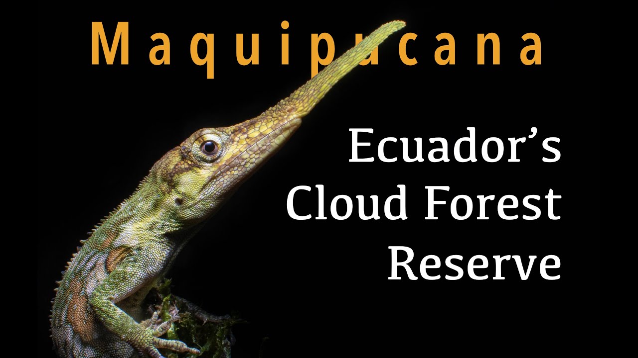 EXPLORING the Ecuador CLOUD FOREST