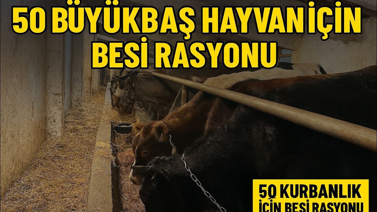 50 ADET BÜYÜKBAŞ KURBANLIĞIN BESİ RASYONUNU HAZIRLADIK.. #buzağı #inek #kurbanlık #çiftlikişleri 