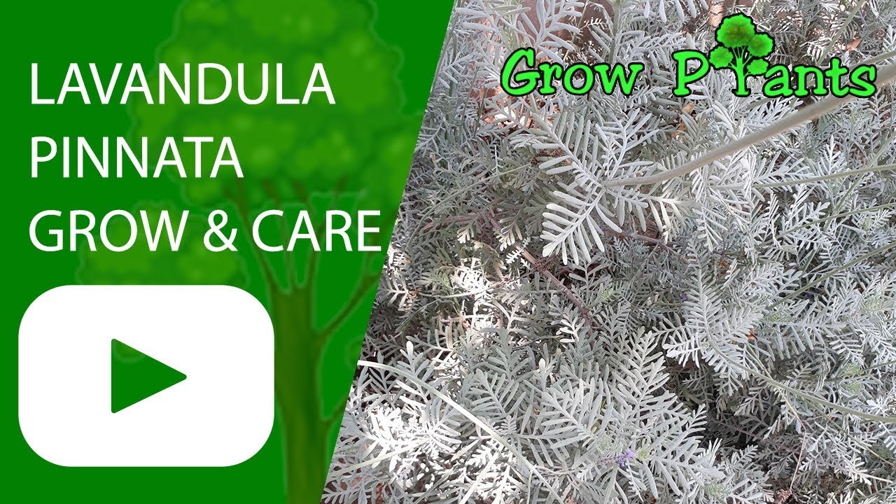 Lavandula pinnata - grow & care (Fernleaf lavender )