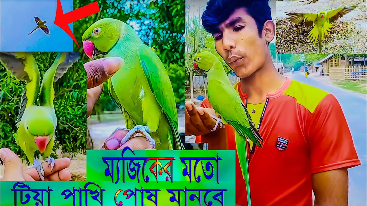 আজ টিয়া পাখি নিয়ে সুন্দর সময় কাটালাম। এইভাবে খুব সহজেই টিয়াপাখি পোষ মানিয়ে নিন। Haw to Train parrot.
