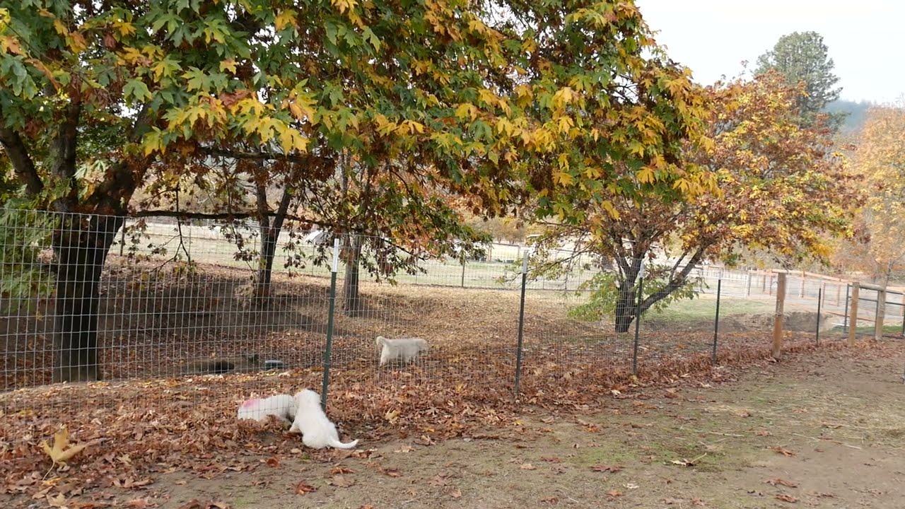 Using a Barrier Challenge to Teach Agency to Puppies