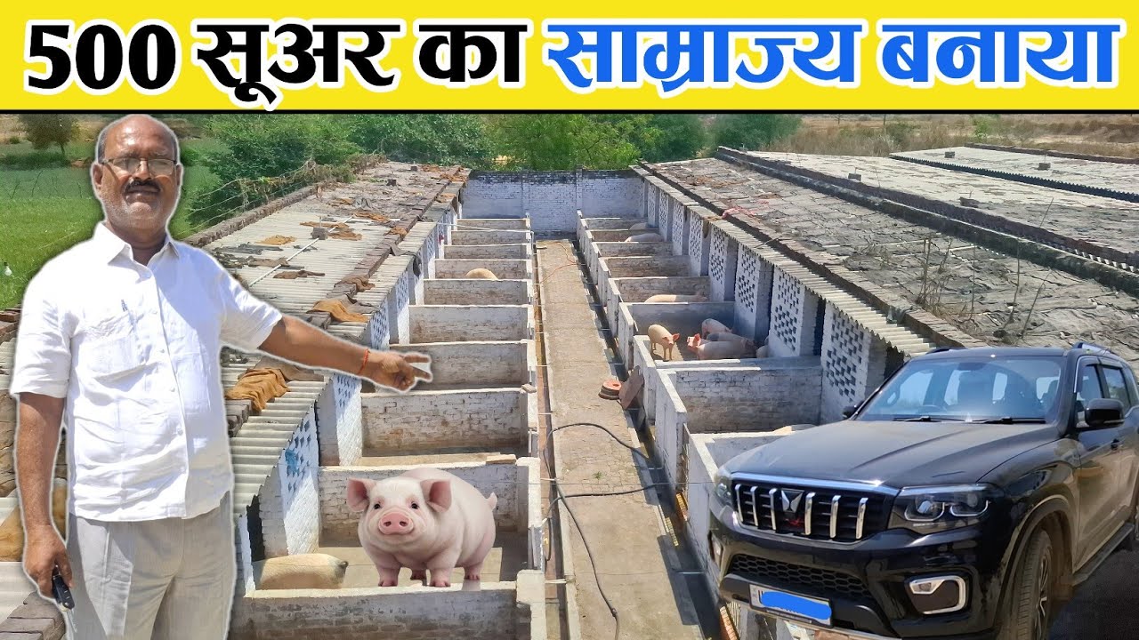 500 सूअर से 80 लाख सालाना कमाई | Pig Farm