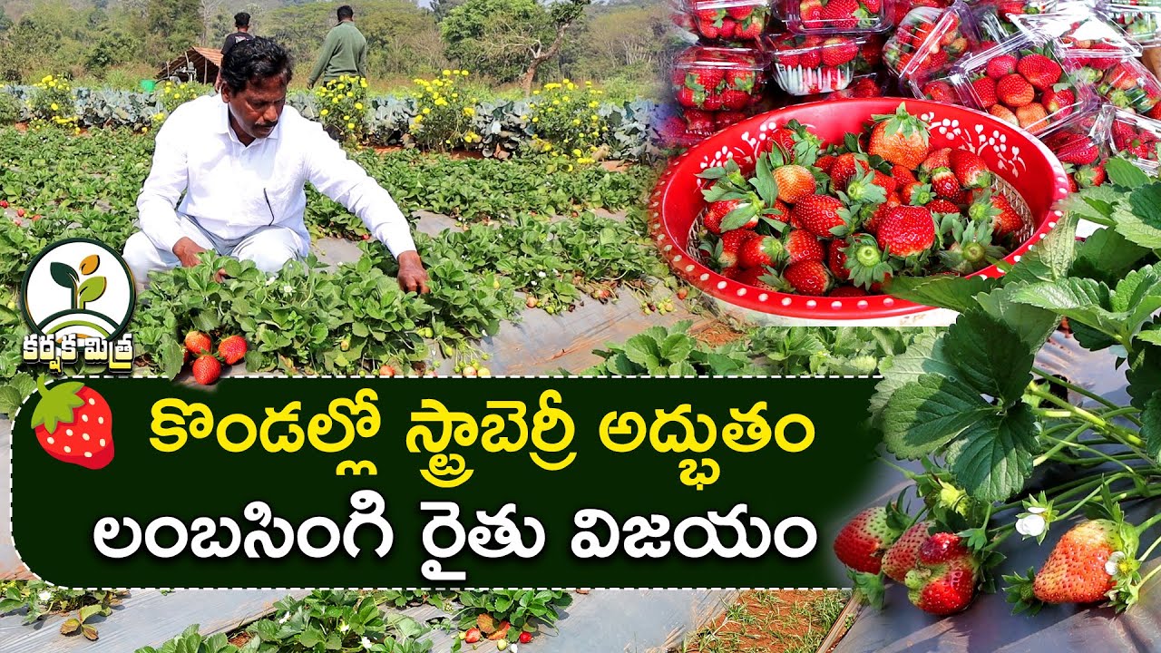 కొండల్లో స్ట్రాబెర్రీ అద్భుతాలు | Success Story of Strawberry Farming in Lambasingi | Karshaka Mitra