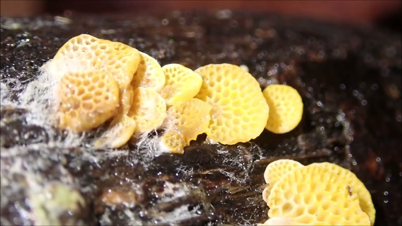 Spreading like wildfire : Orange Porecap Fungus , Favolaschia claudopus