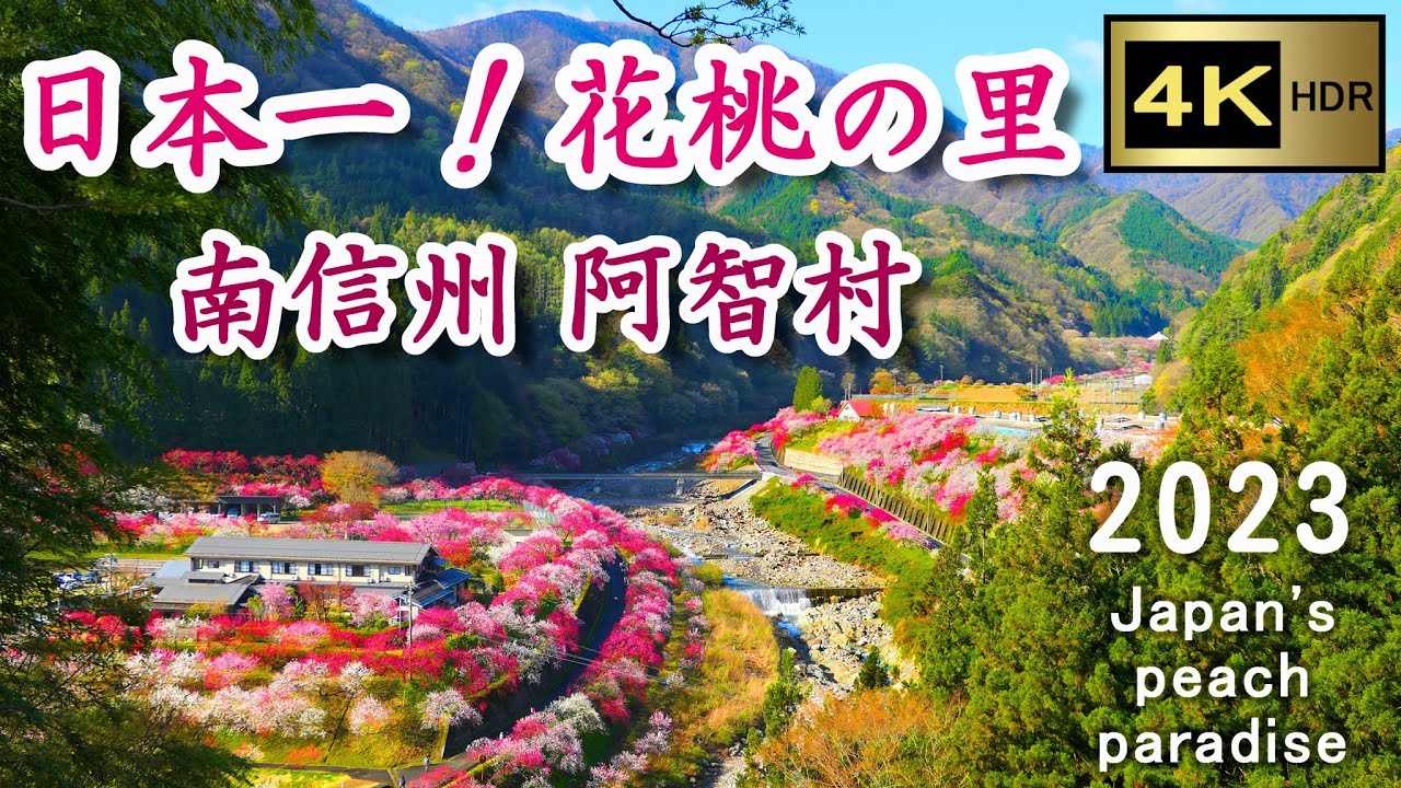 日本一！花桃の里　～ 南信州 阿智村 ～ 2023 【4K】　Japan's peach paradise