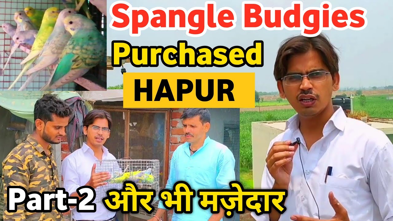 Spangle Budgies Purchased From, Bablu Bhai, Hapur | Budgies Apne Setup Me Release KIye Part-2