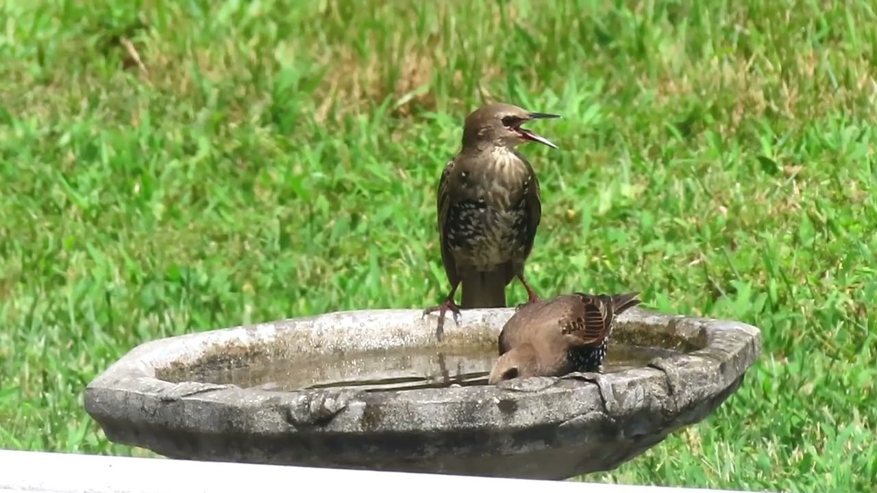 Summer Sights | Bird Bath Watching