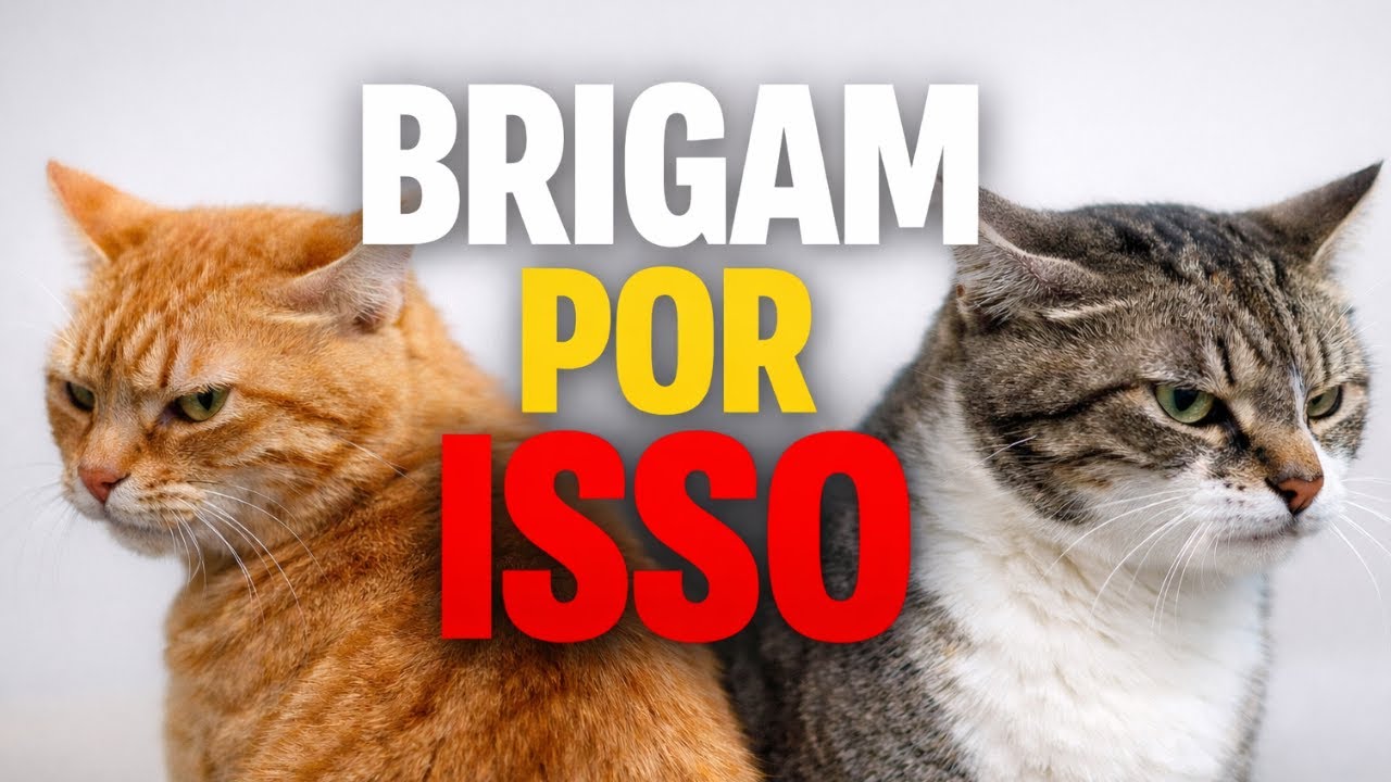 O Erro Que Faz Seus Gatos Brigarem Mesmo Quando Você Tenta Ajudar
