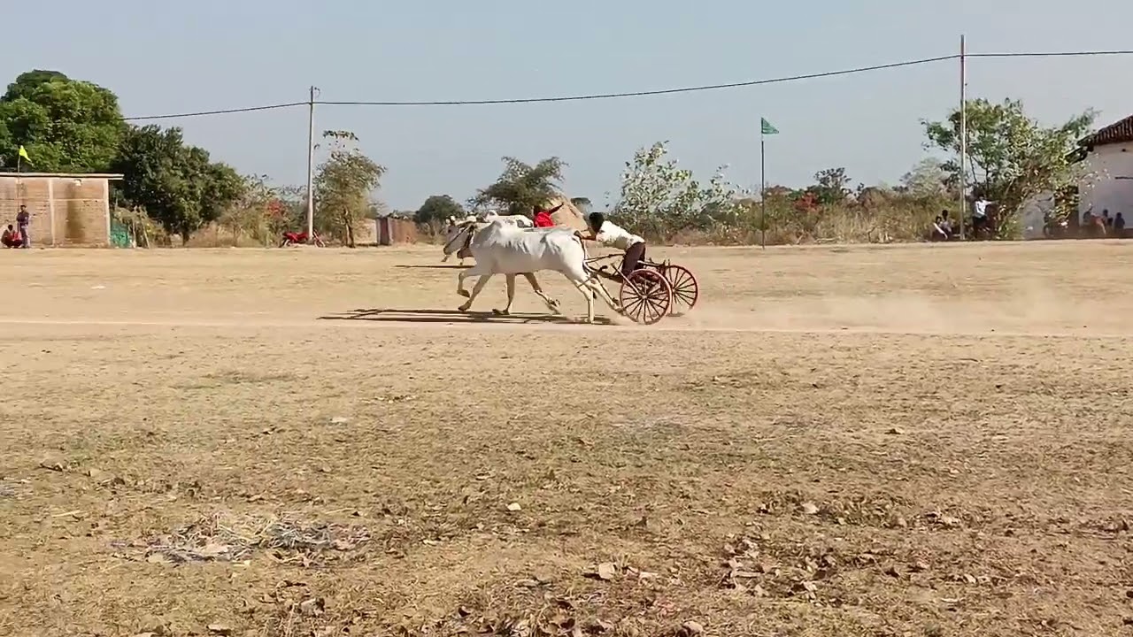 लोहारा पट पहला कपल दुसरा दिन 9-3-2026,सभी रेस कि जोडिया,देखे बरघाट जिला सिवनी मघ्यप्रदेश 