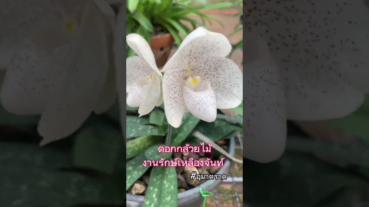 พาชมดอกกล้วยไม้นานาพันธุ์ ในงานรักษ์เหลืองจันท์ จังหวัดจันทบุรี