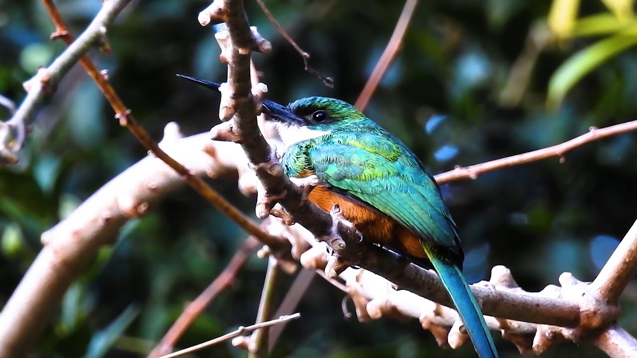 O Canto da Ariramba-de-cauda-ruiva - Galbula ruficauda, Rufous-tailed Jacamar