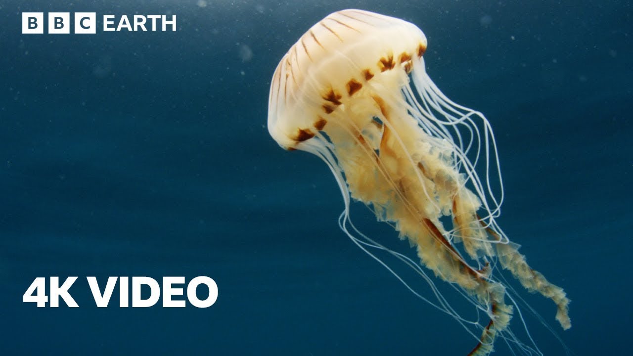 Exploring the North Atlantic | 4K UHD | North Atlantic: The Dark Ocean | BBC Earth