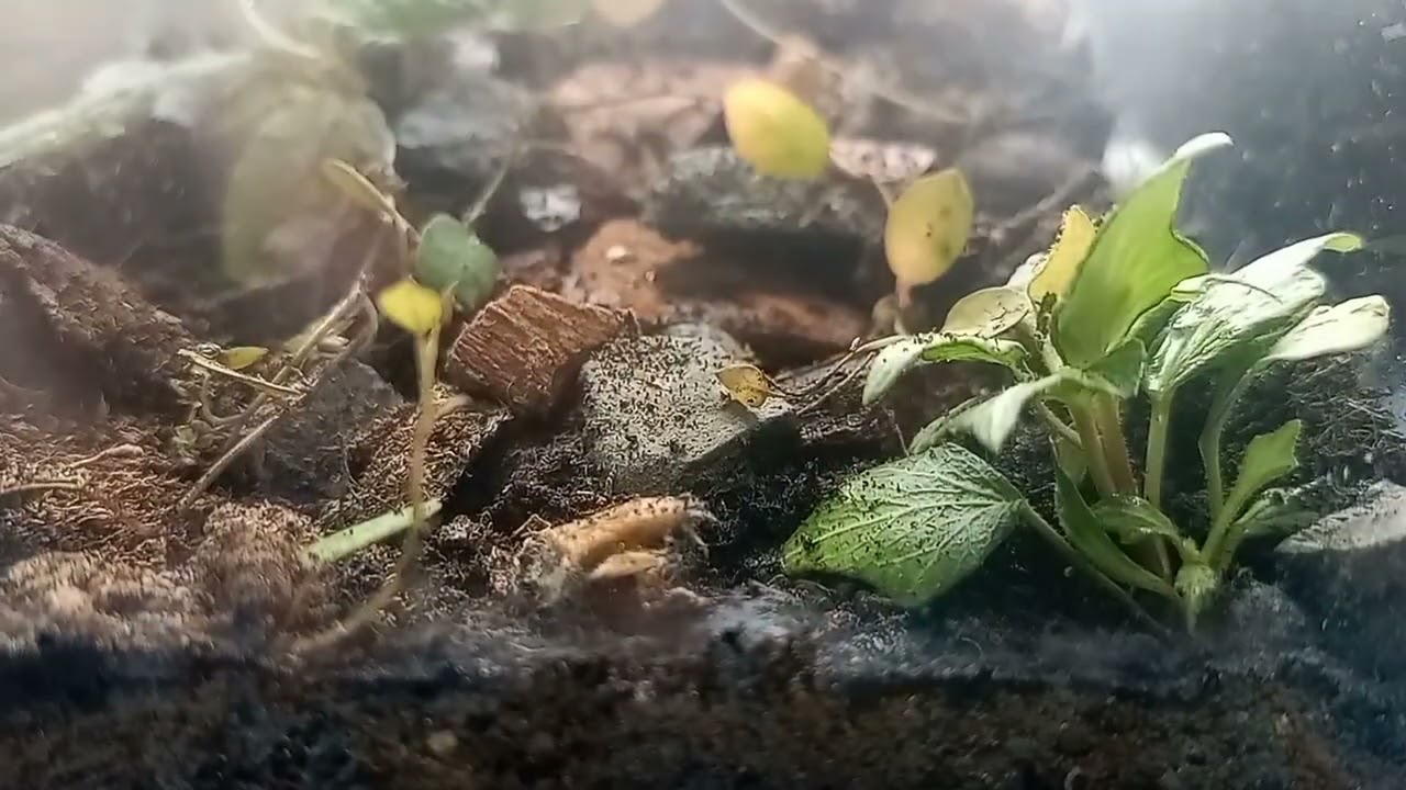 Adding Isopods to a Mini Natural Set Up from Ant Antics