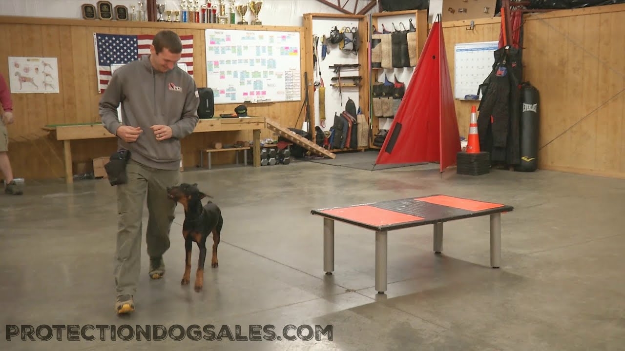 Elite Super Dog Development Obedience Training Doberman 