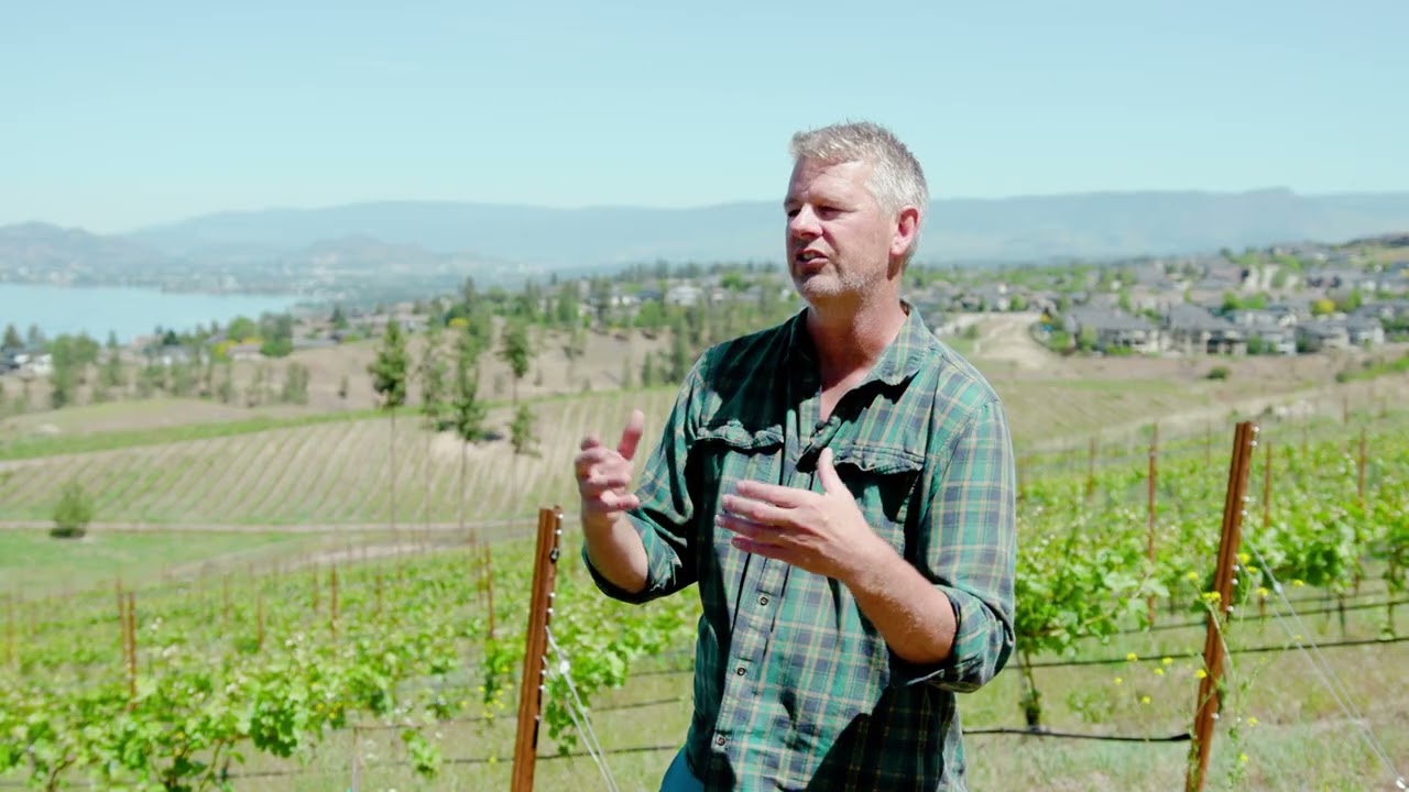 Vineyard Cover Cropping at Cedarcreek Estate Winery