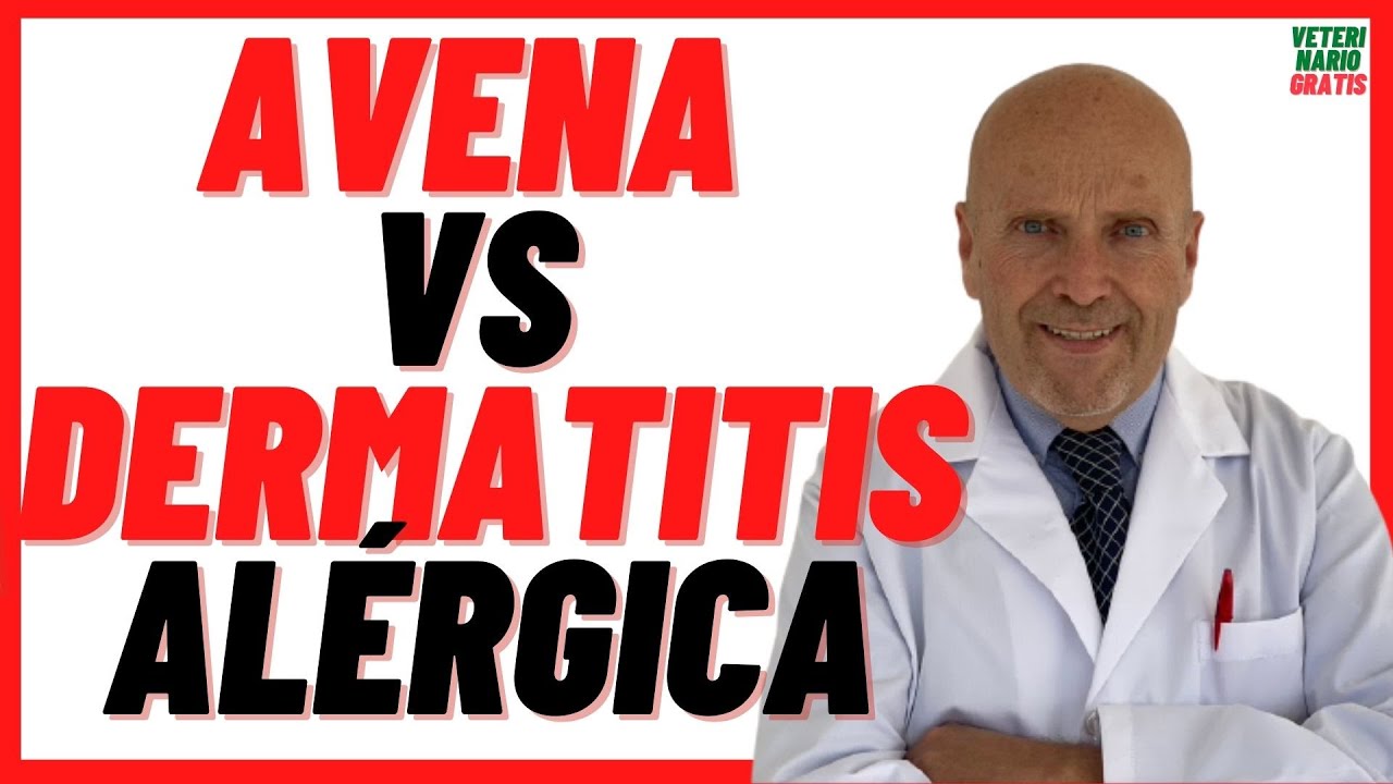 🔴 C&oacute;mo curar la DERMATITIS AL&Eacute;RGICA en Perros  🔴 por picadura de PULGAS  y &Aacute;CAROS 🔴 con AVENA 🔴