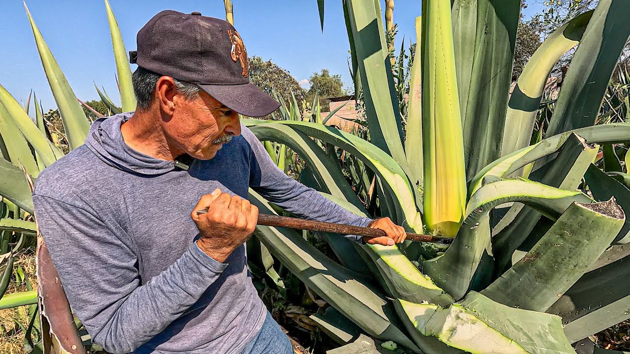 Así se CAPA Un MAGUEY Para AGUAMIEL - Maguey Pulquero