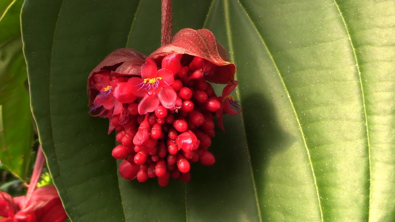 Growing the Rare Red Medinilla (Medinilla miniata)