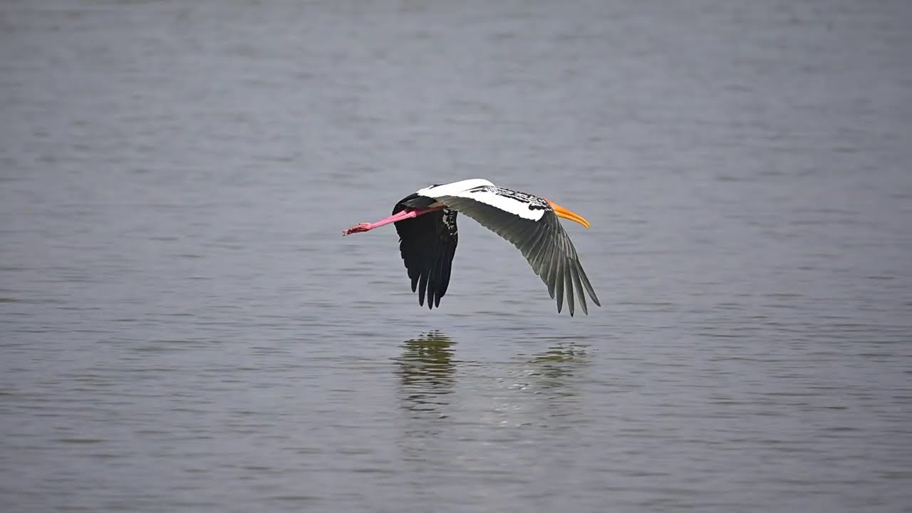 Painted  strok  flying