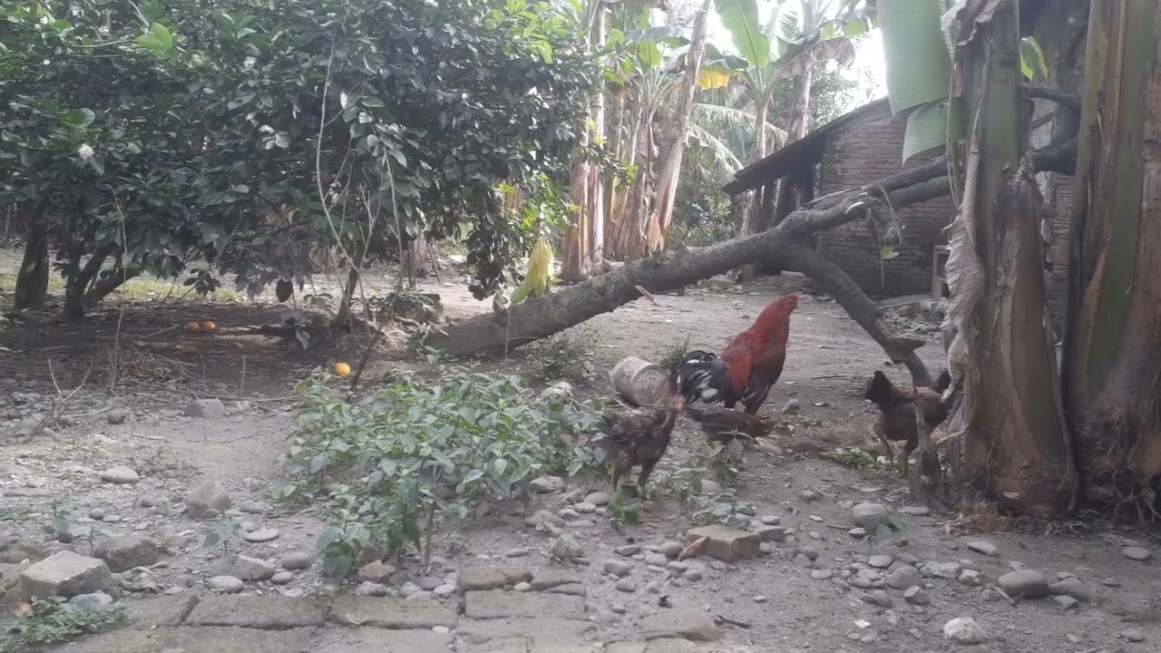 Ayam di desa