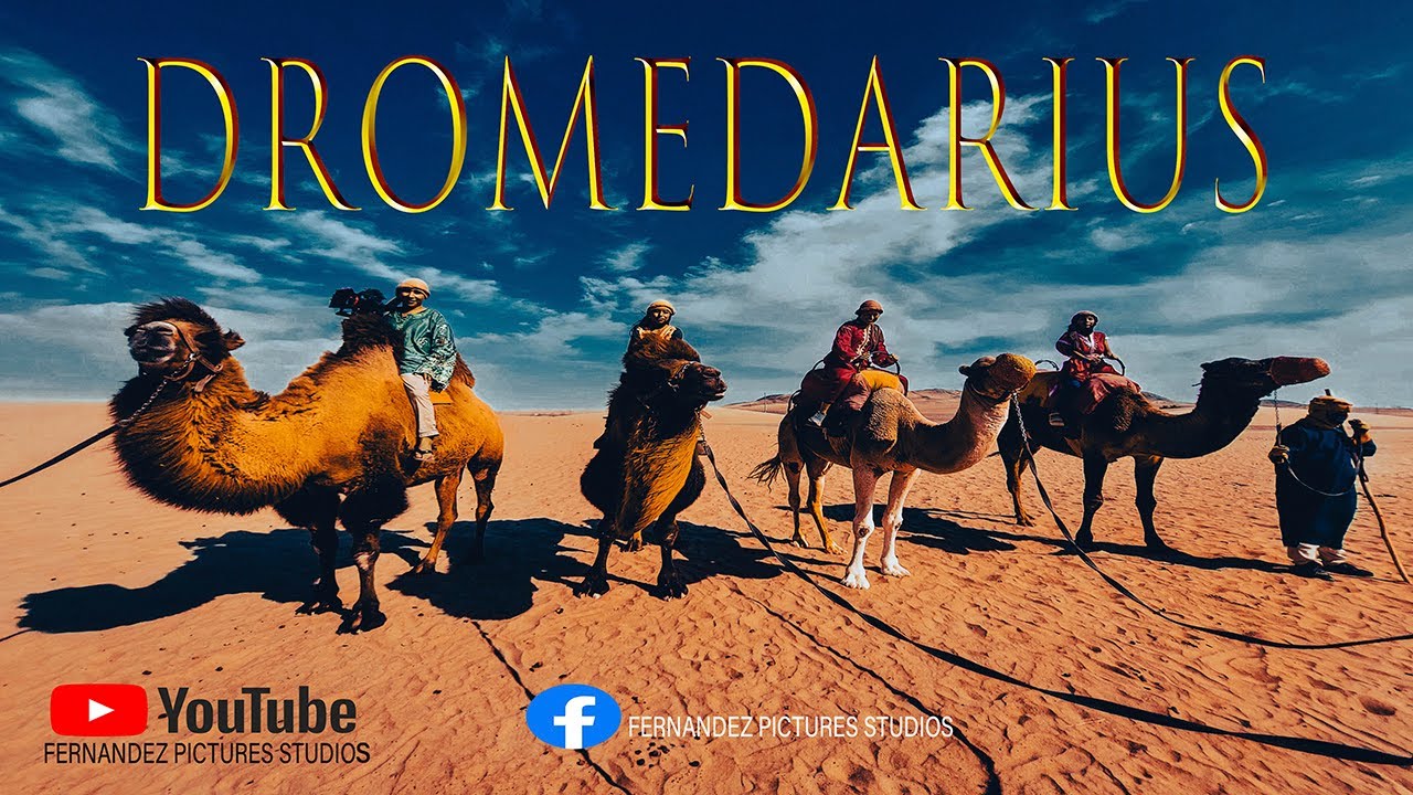 Los secretos del desierto, DROMEDARIOS Y CAMELLOS EN ICA ( MINI-DOCUMENTAL)