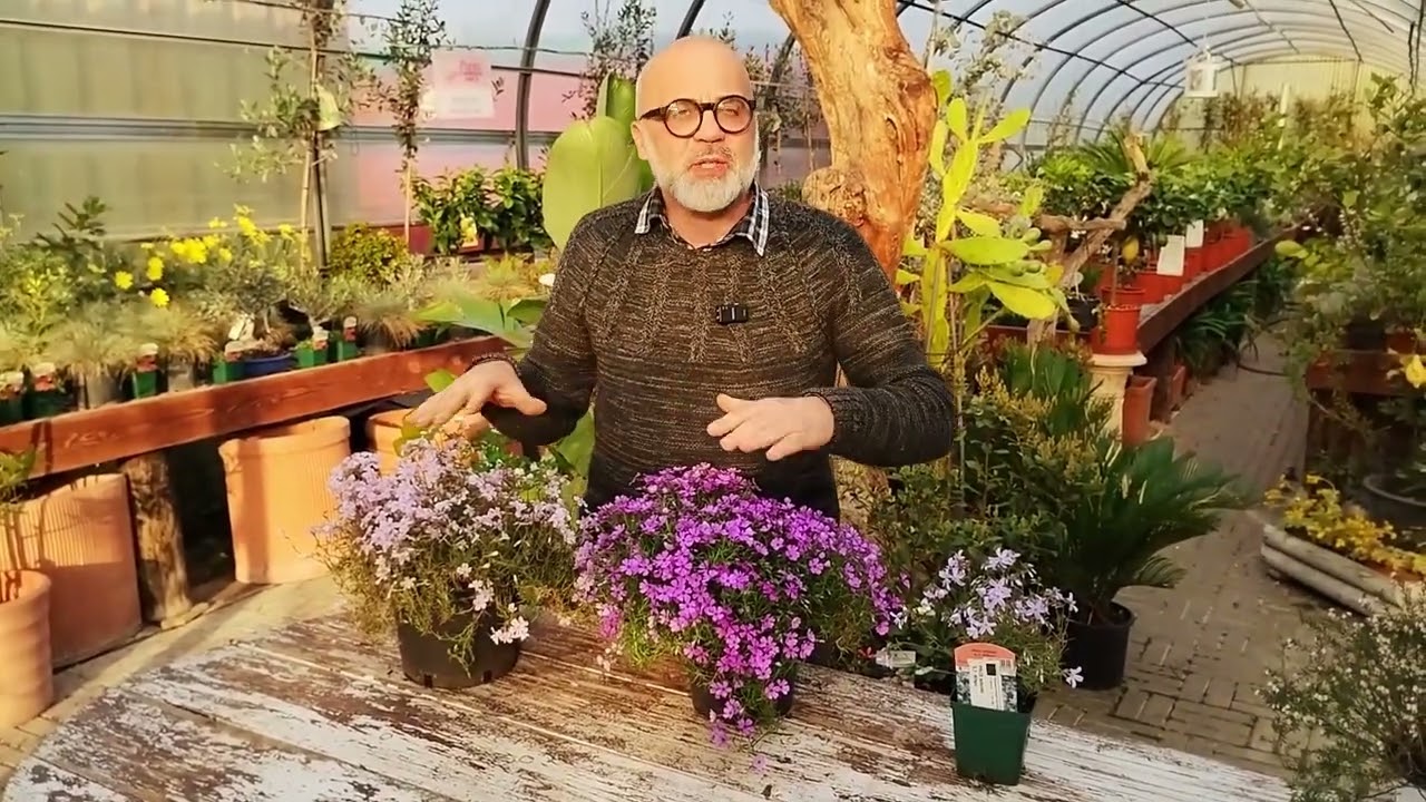Compresse di giardinaggio. I phlox. #Phlox #erbacee #perenni #fiori #giardino #primavera