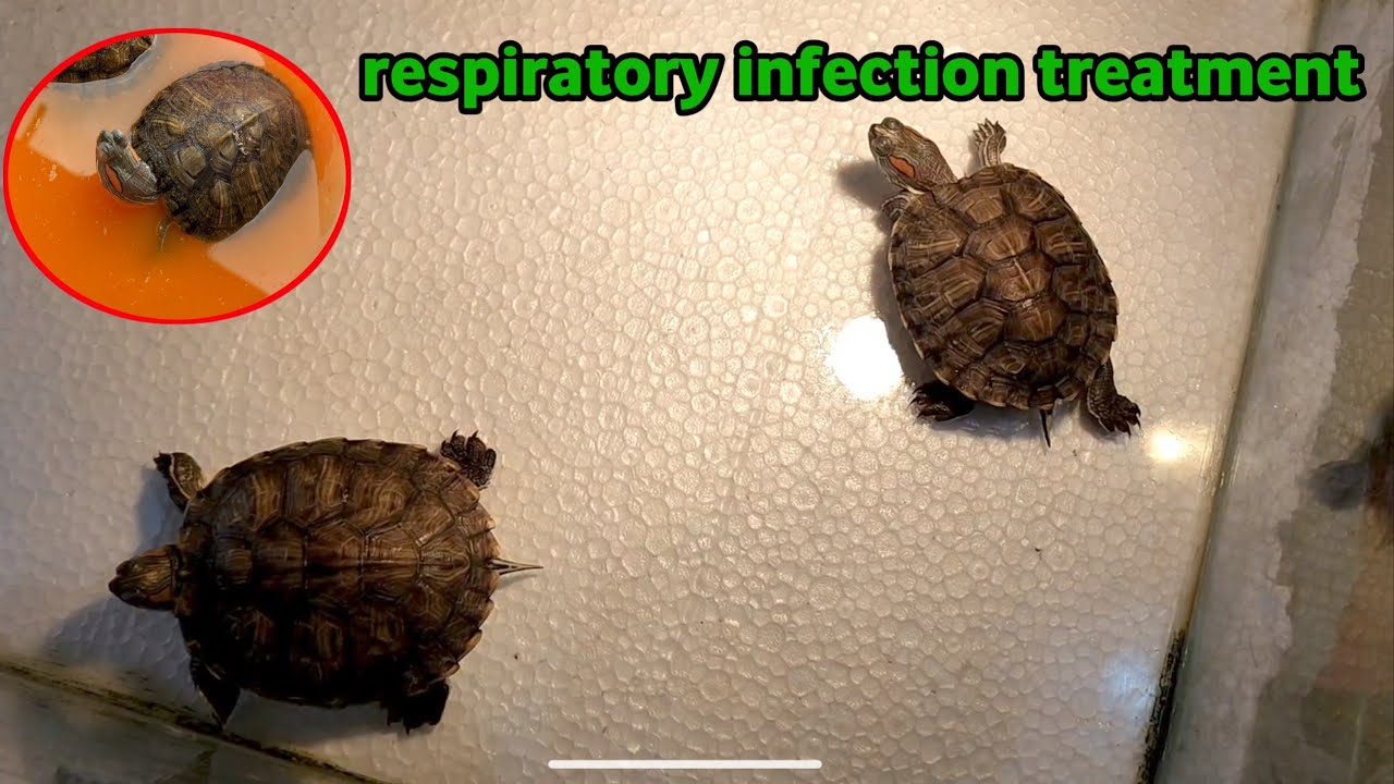respiratory infection treatment for red eared slider Turtle